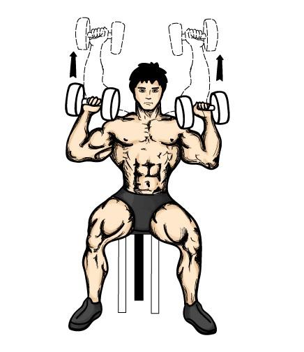 Shoulders Seated dumbbell presses This exericse is a great shoulder builder. To do this exercise, grab two dumbbells and sit down on a bench. I recommend you use a bench with a back rest.