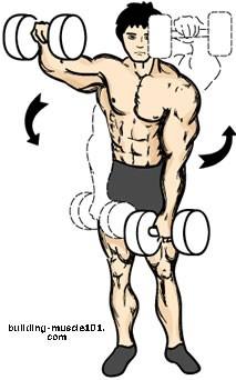 Alternate Front Dumbbell Press This exercise primarily hits the front of the shoulder. The positioning is the same as the side laterals.