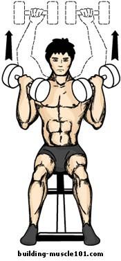 The Arnold Press I'll give you a guess who this exercise is named after. The one and only Arnold came up with this exercise and it's designed to stimulate the front and side deltoid heads.