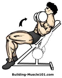 Incline Dumbbell Curl Grab two dumbbells and lie back on an incline bench. You can use the incline bench press or a multi purpose bench.