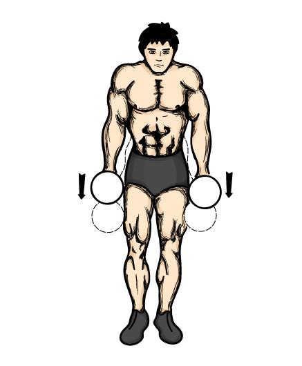 Shrugs This exercise will build the muscles just above your collar bone called the trapezuis.