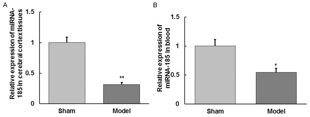 Figure 6. Relative expression levels of mrna-185 in cerebral cortex tissues (A) and blood (B) in rats. Compared with sham group, *Represents P < 0.05, **Represents P < 0.01.