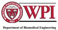 Myocyte Derived Cardiac Spheroids for Post Infarct Cardiac Regeneration A Thesis Submitted to the Faculty of WORCESTER POLYTECHNIC INSTITUTE In partial fulfillment of the requirements for the Degree