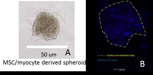 The null hypothesis was that the number of spheroids in each well after 14 days was the same). Figure 7 (A) shows the co-culture of myocytes and MSCs.