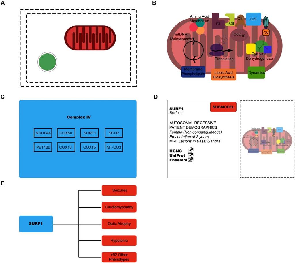 Rahman et al: Leigh Map FIGURE 2: Schematic layout of the Leigh Map. The Leigh Map is a novel gene-to-phenotype network that can be used as a diagnostic resource for Leigh syndrome.