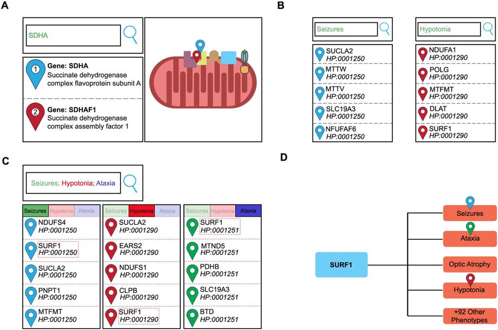 ANNALS of Neurology FIGURE 3: Querying the Leigh Map. (A C) All phenotypic and genetic components of the Leigh Map can be queried using the search function in the left-hand panel.