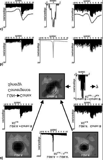 R. Clay Reid Divergence and reconvergence in the visual system p. 15 Figure 3. (a) An example of a triplet of simultaneously recorded neurons (adapted from (Alonso et al.