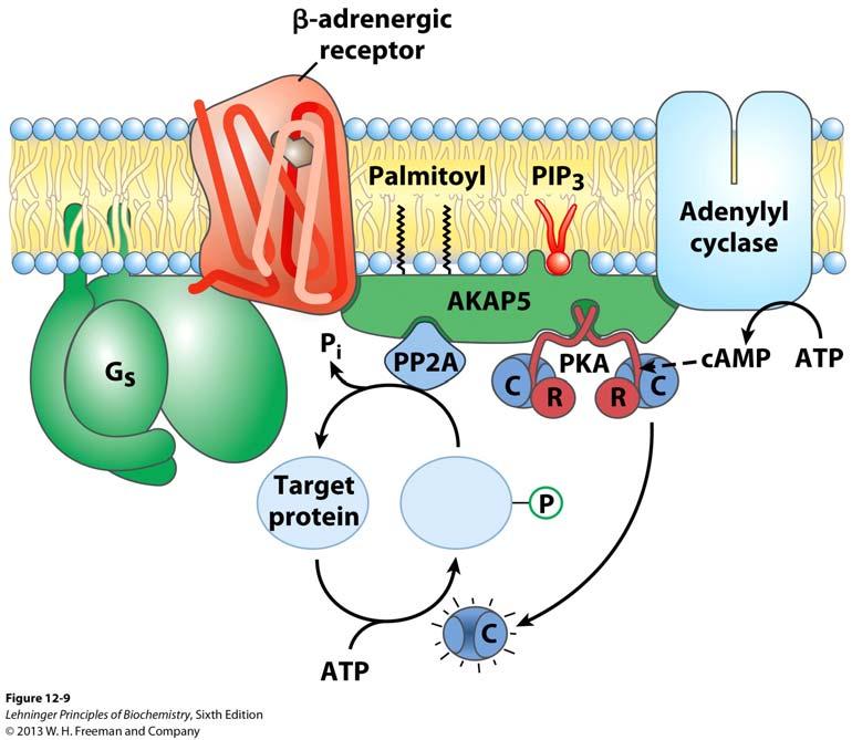 camp is able to mediate multiple signals due to localization of protein kinase A PKA is localized to particular