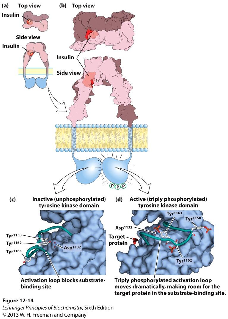 Insulin Signaling Cascade: Ligand Binding Insulin binding to the extracellular domains of the receptor activates the catalytic domain inside the cell