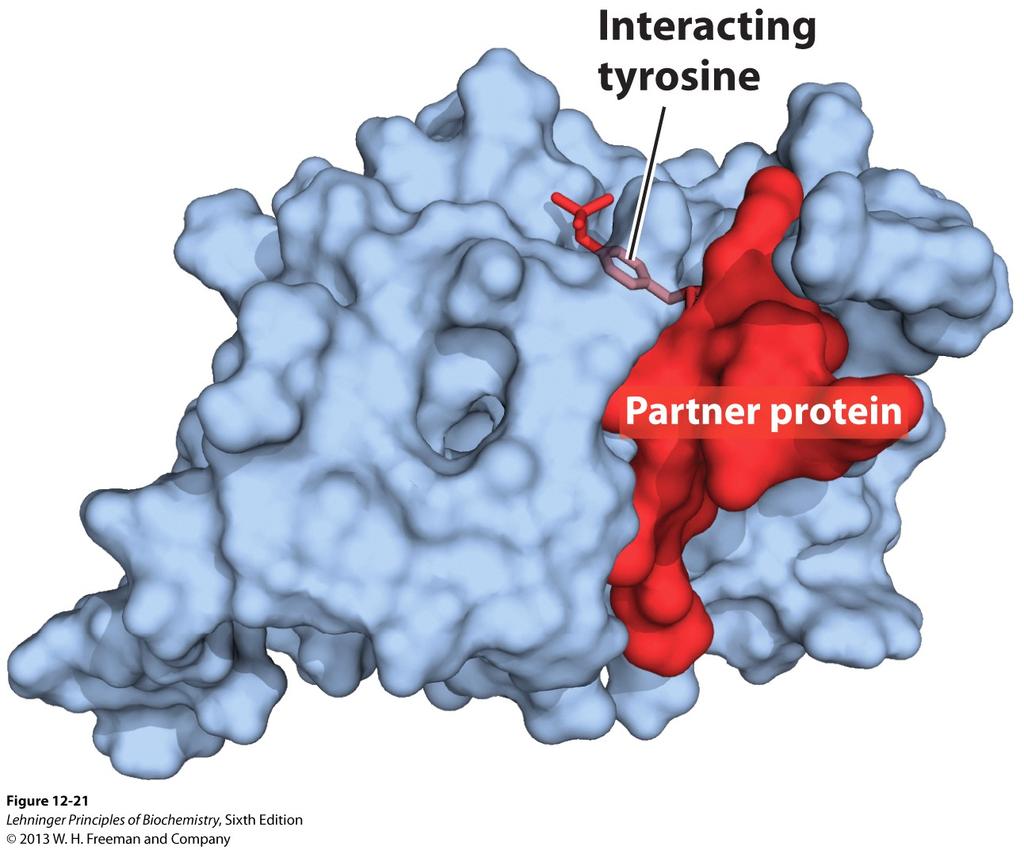 SH2 domains bind proteins