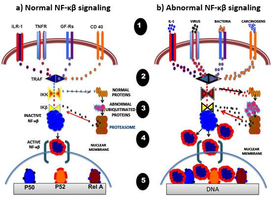 Figure 8 Diagram summarizing NF-κβ signaling (a) Normal NF-κβ signaling.