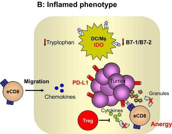 High levels of innate immune signals, chemokines for T cell recruitment