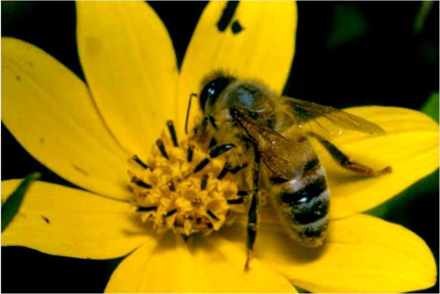 Cooperation and conflict: Example 4: Honey bees, Apis mellifera Background: honey bees rely exclusively on pollen and nectar as food resources individual forager bees identify forage sites, then