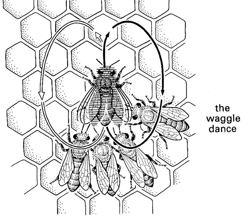 Cooperation and conflict: Example 4: Honey bees, Apis mellifera Components of the waggle dance: (a) dance consits of figure-8 type dance with; bees buzz their wings and waggle abdomen during straight