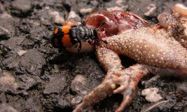 Cooperation and conflict: examples Example 1: Nicrophorus, burying beetles utilize carcasses as a food source one