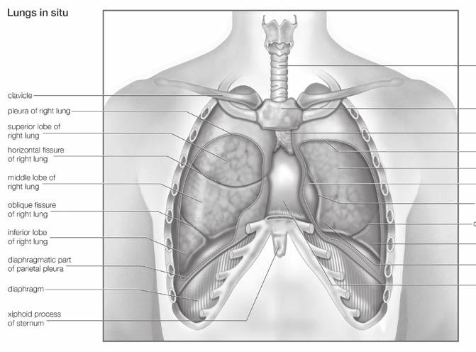 CONTENTS Introduction 10 Chapter 1: Anatomy and Function of the Human Respiratory System 19 The Design of the Respiratory System