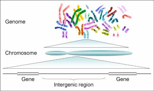 linkage map linked genes sex chromosome sex-linked gene X-linked gene Introduction Nobody else in the world is exactly like you. What makes you different from everyone else?