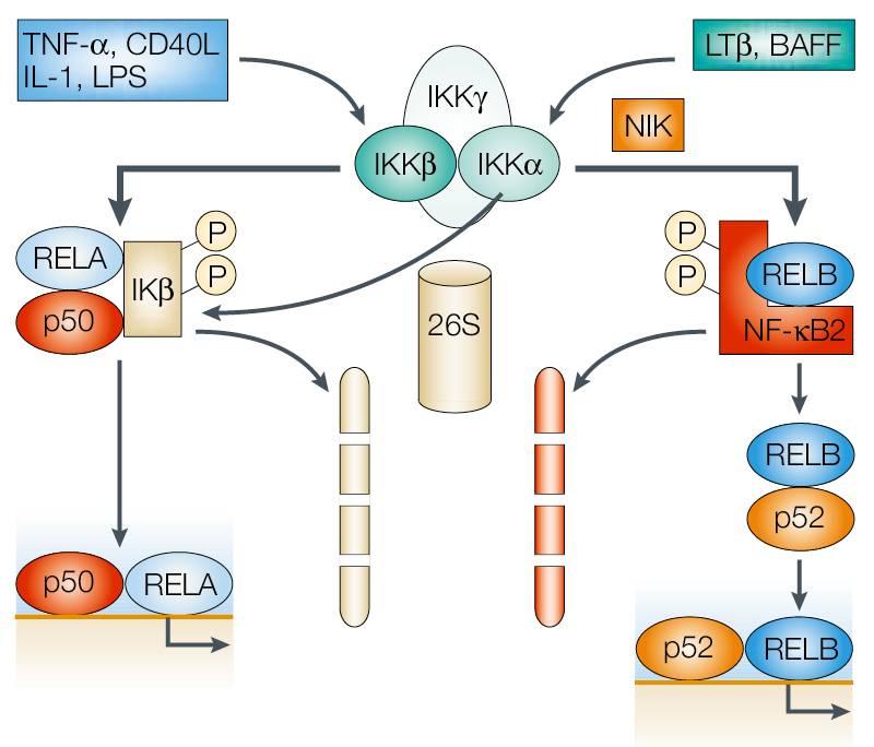 Two kinases - two main signaling pathways The canonical NF-κB activation pathway (left) Applies to RelA-p50 and c-rel-p50 Retained in cytoplasm by IκB Triggered by microbial and viral infections and