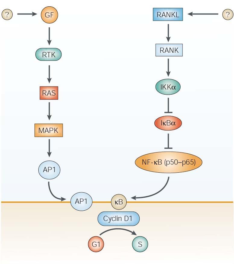 Breast cancer: Signalling pathways that stimulate proliferation Signaling induction of cyclin D1.
