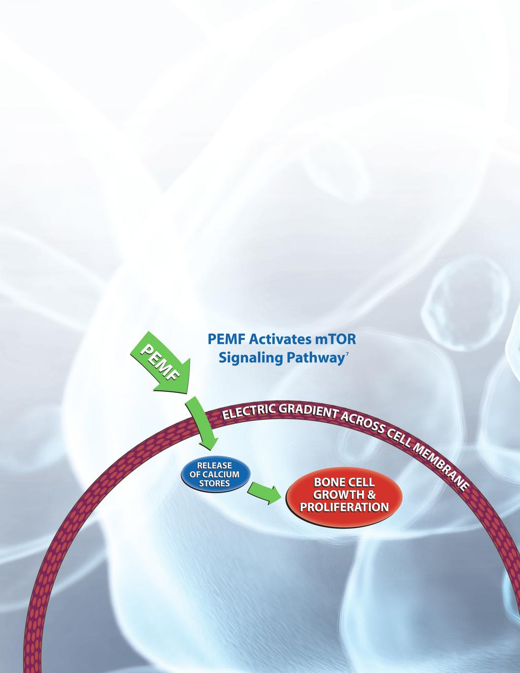 HOW PEMF WORKS: MOLECULAR LEVEL Research on the molecular impact of PEMF demonstrates: 7, 8, 11, 12 Exposure of a bone-forming cell (osteoblast) to PEMF