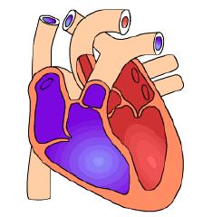 Atrial Fibrillation Affects > 2 million people A rapid or irregular heart beat Blood