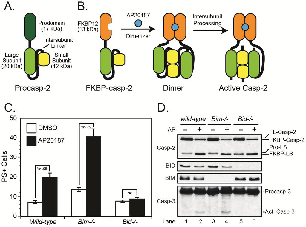 Figure 2. Caspase-2 induces apoptosis in a BID-dependent but BIM-independent manner.