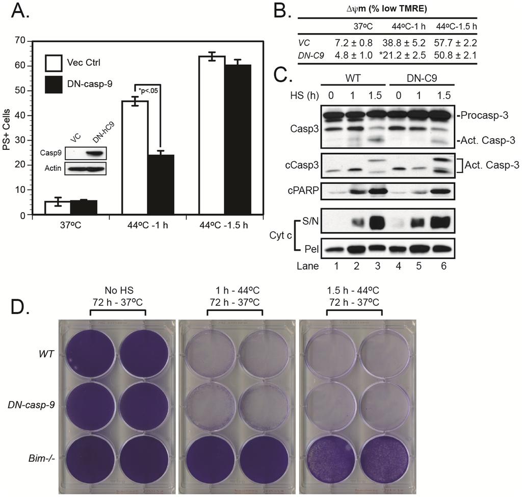 BIM Mediates Heat Shock-Induced Apoptosis Figure 4. Inhibition of apoptosome-dependent caspase-9 activity weakly inhibits heat shock-induced apoptosis but does not provide long-term protection.