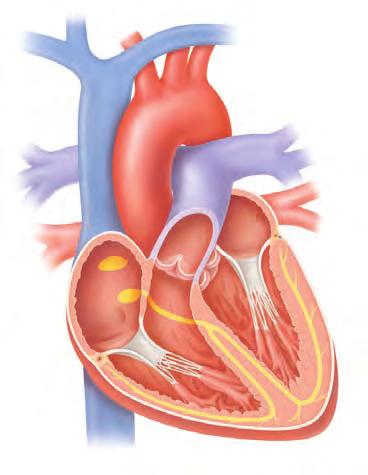 How Your Heart Works The heart is a muscle that works like a pump. It pumps blood to the lungs, where the blood receives oxygen. Oxygen-rich blood travels back to the heart.