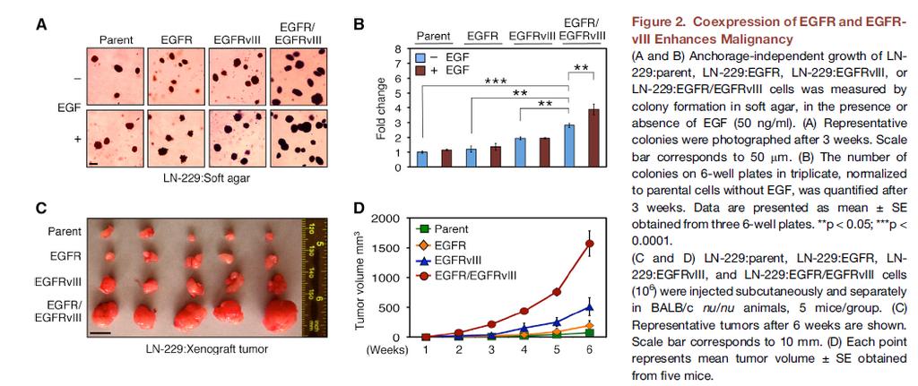 Cooperation of wild-type EGFR and EGFRvIII in