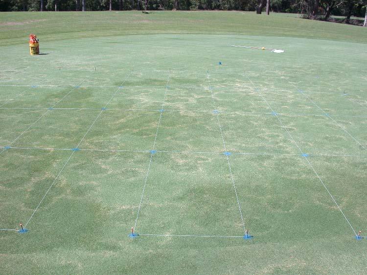 Figure 1. Image of fungicide efficacy trial for ring disease on Tifdwarf green was taken June 8, 2005.