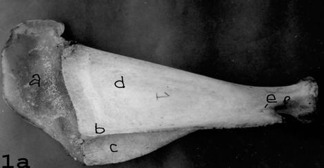 Macro-anatomy of forelimb skeleton of goat Sesamoid bones Four proximal sesamoid bones, two for each digit were present in black Bengal goat (Fig. 6c).
