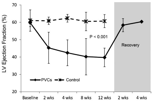 LV Dysfunction Induced by Frequent PVCs No inflammation, fibrosis, or changes in apoptosis and