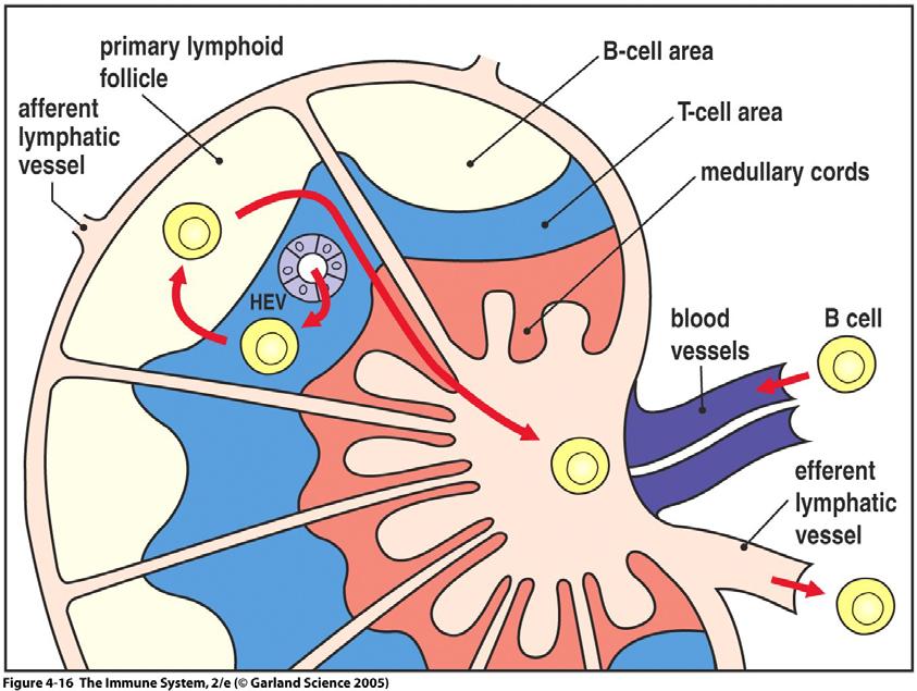 3. Activation in Secondary Lymphoid Tissue a. B cells leave the bone marrow and recirculate B cells move between blood, lymph and secondary lymphoid tissue, i.e., spleen, lymph nodes, and mucosal associated lymphoid tissue (MALT).