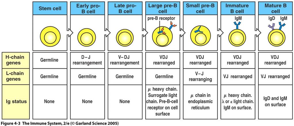 2. The stages of B cell development can be defined by the status of Ig genes Figure 2. The status of Ig genes in the different stages of B cell development. 3.