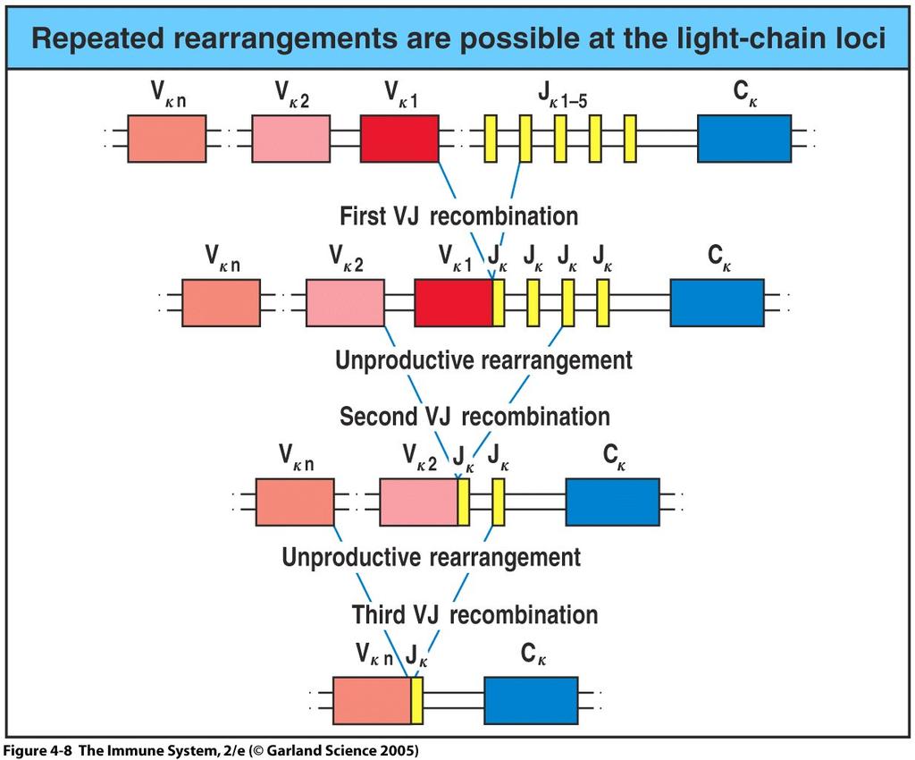 Rearrangements that lead to generation of a functional H chain are called productive rearrangements. The light chains rearrange afterward heavy chains, κ (kappa) rearranges before λ (lambda).