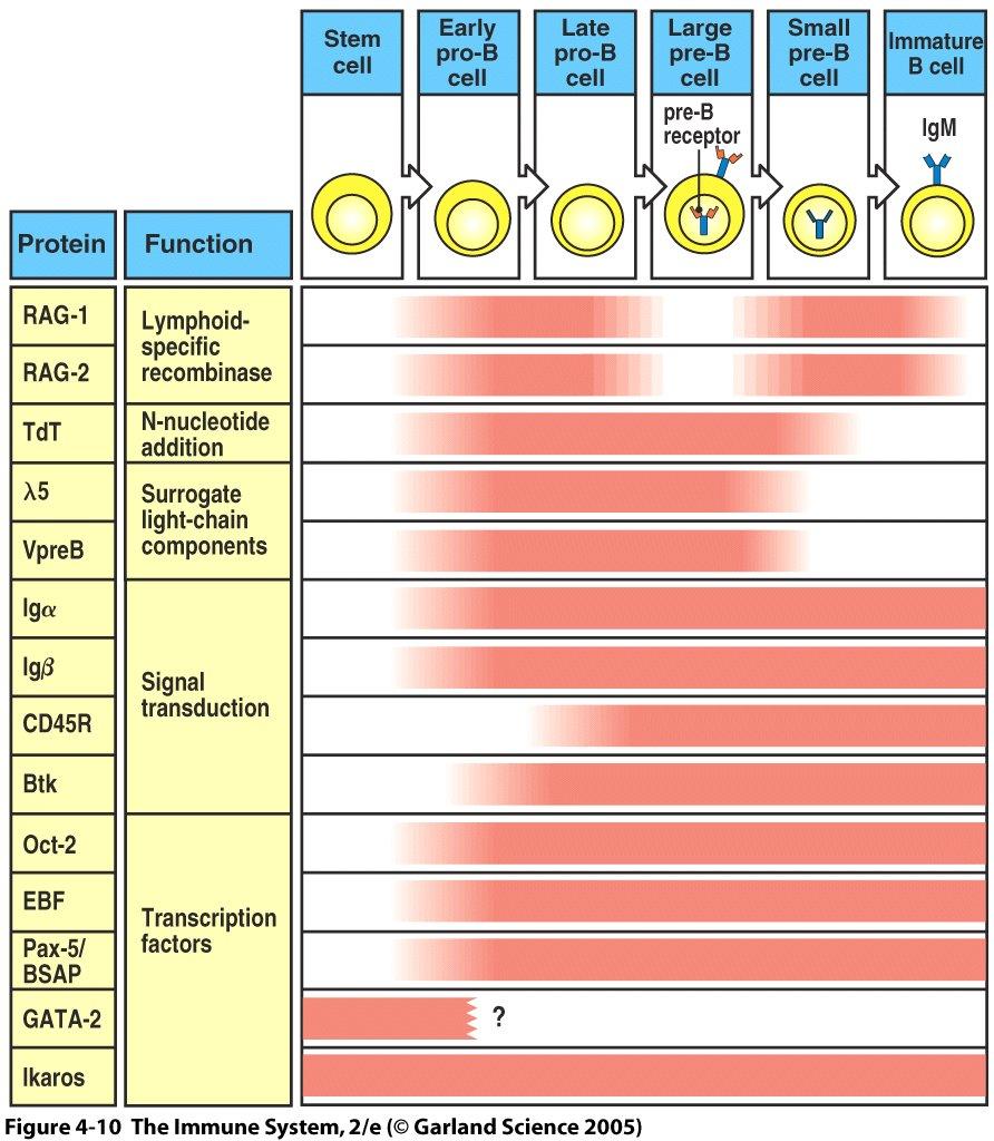 5. B cell development depends on regulated expression of proteins involved in Ig gene rearrangement, signal transduction and transcription. Figure 6.