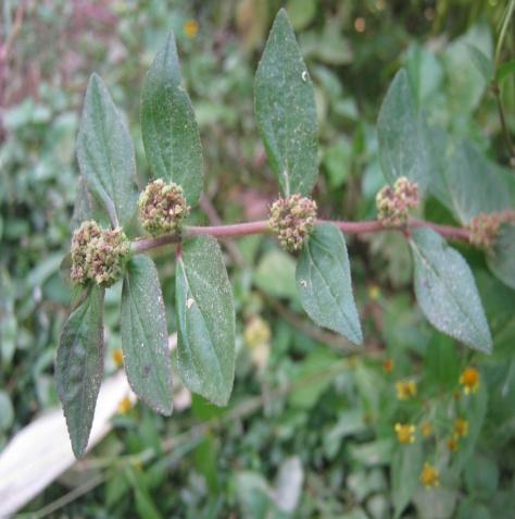 : Euphorbia hirta Linn.