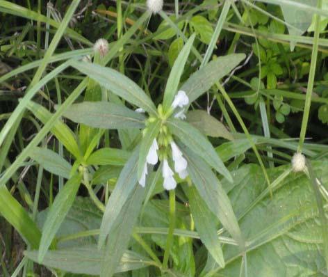 : Asclepiadaceae : Sirukurunjan/sakkaraikolli : Shrub : Leaf
