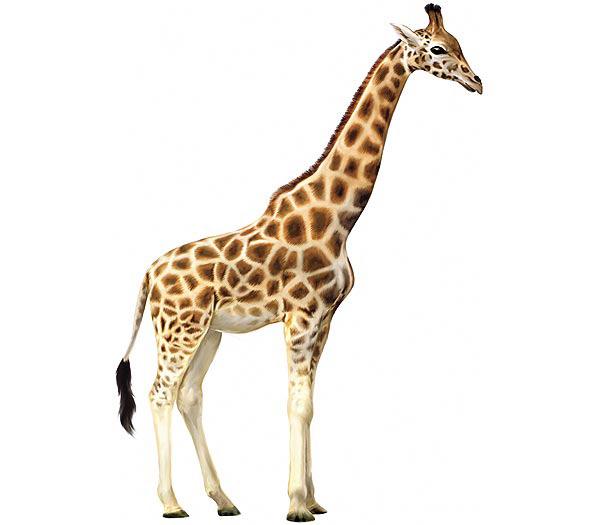 & in Giraffa camelopardalis MAP = 118 Cranial VP = - 4 5m MAP = 200 CVP = 4 Brondum, Jugular venous pooling