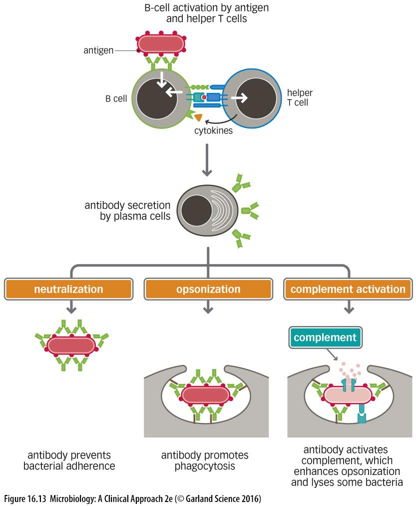 THE HUMORAL RESPONSE: Antibodies Antibodies are also known as immunoglobulins They are found in the blood and in extracellular spaces They contribute to the adaptive response in three ways: