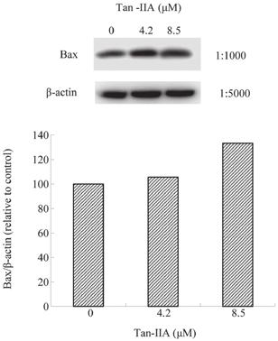 Results revealed that Tan IIA decreased expression of (A) TCTP, (B) Mcl 1 and (C) Bcl xl and increased (D) Bax and (E) Caspase 3 expression. Tan IIA, tanshinone IIA.