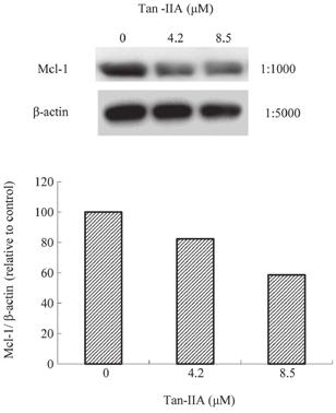 4%, respectively (Fig. 2C). These results demonstrate that Tan IIA induces apoptosis in a time and dose dependent manner.