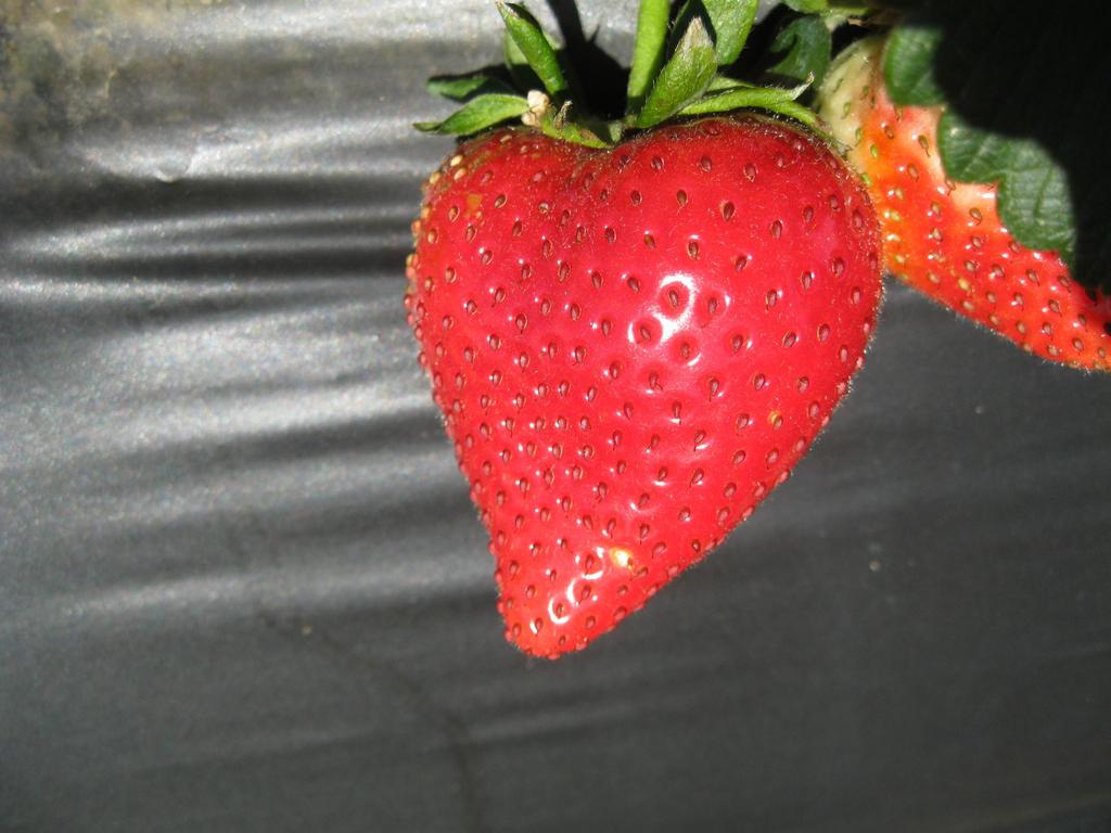 U C C E Powdery mildew and arthropod pest management in strawberries Surendra Dara Strawberry