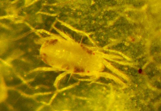 Spider mites Twospotted spider mite is a predominant species in the coastal areas. wiley-caseih.