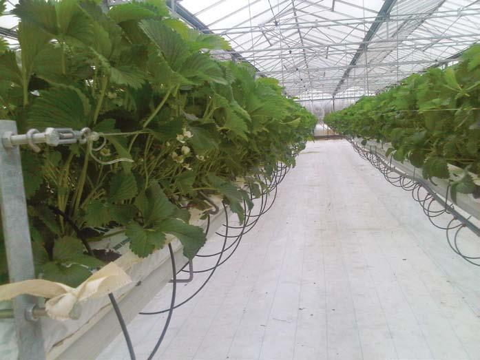 It is customary to start strawberry crops (up to flowers visible stage) with a feed with a N:K2O ratio of 1:2 to take the crop up to flowering before switching to a N:K2O ratio of 1:3 for the