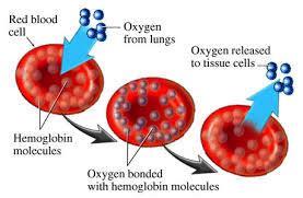 WHAT IS ANEMIA?