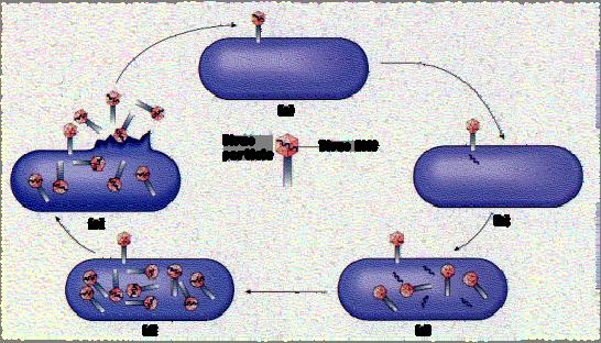 Life Cycle The virion attaches to the surface of the host cell (usually binding to a specific cell surface molecule that accounts for the specificity of the infection).