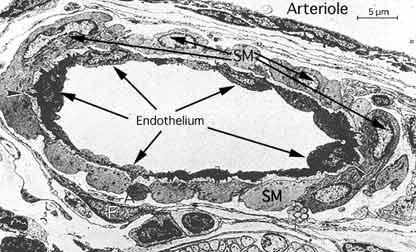 Endothelium Endothelial cells are key players in the regulation of homeostasis, as the balance between the anti- and prothrombotic activities of endothelium determines whether thrombus formation,