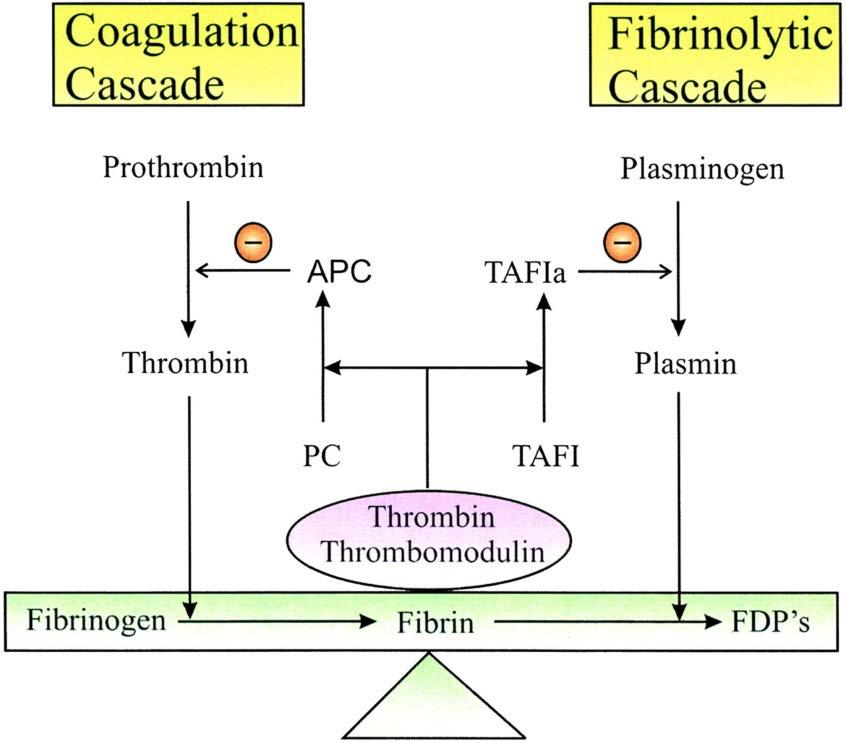 Date of download: 2/26/2013 Copyright American College of Chest Physicians. All rights reserved. Thrombin and Fibrinolysis * CHEST. 2003;124(3_suppl):33S-39S. http://upload.wikimedia.
