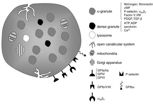 Fig. 1 Schematic image of a platelet depicts intracellular organelles and three types of different granules,?